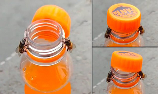 Honey Bee
